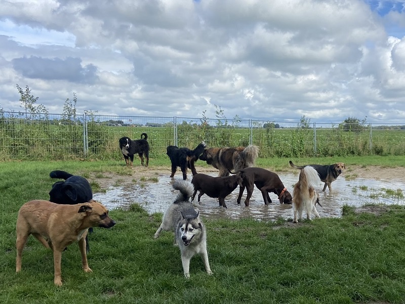 Dierenpension De Eersteling